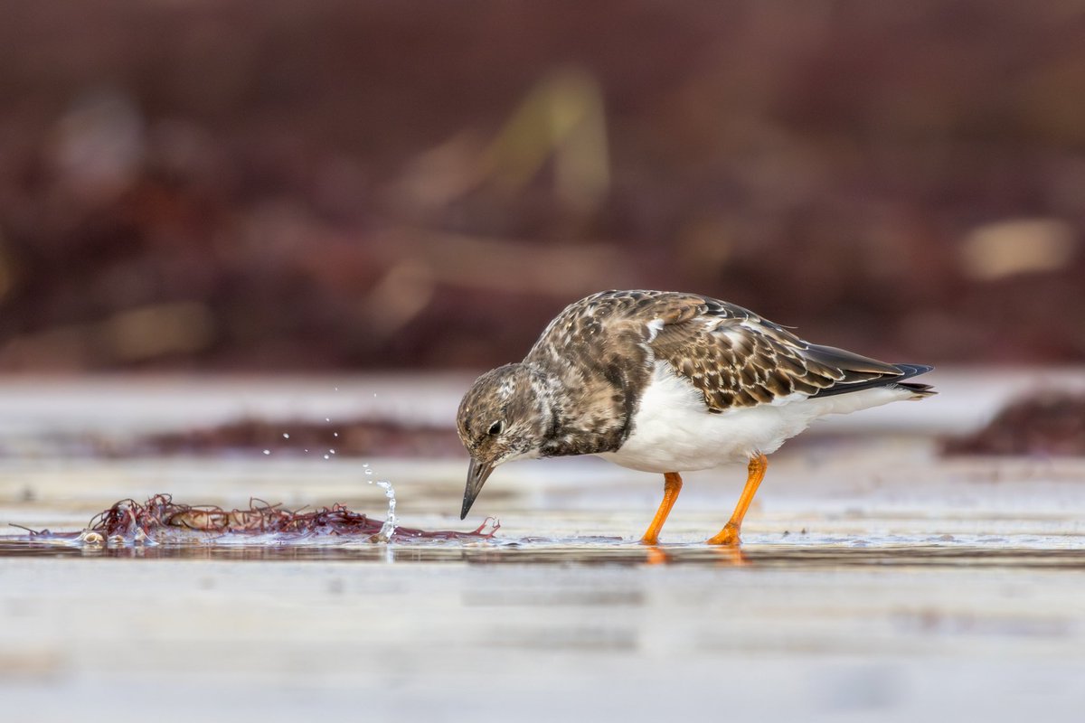 aulainatura's tweet photo. Aquest divendres, dia 18 d’octubre, ens hem animat a anar a la Desembocadura del Besòs i a Diagonal Mar a cercar ocells en migració. Mhhh… segurament n’hi ha molts més que no et penses!
Info i inscripcions a https://t.co/6xiEm89V5d https://t.co/l5qfMA6Cku
