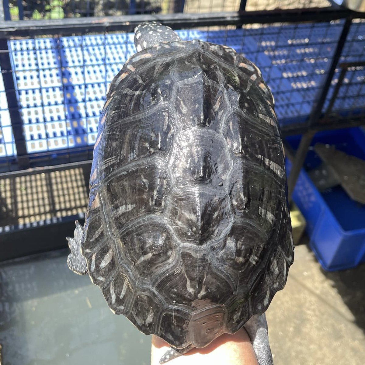 rtplanning's tweet photo. 野毛山動物園のハミルトンと、現在飼育中個体の違い。 https://t.co/j4urEWH93w