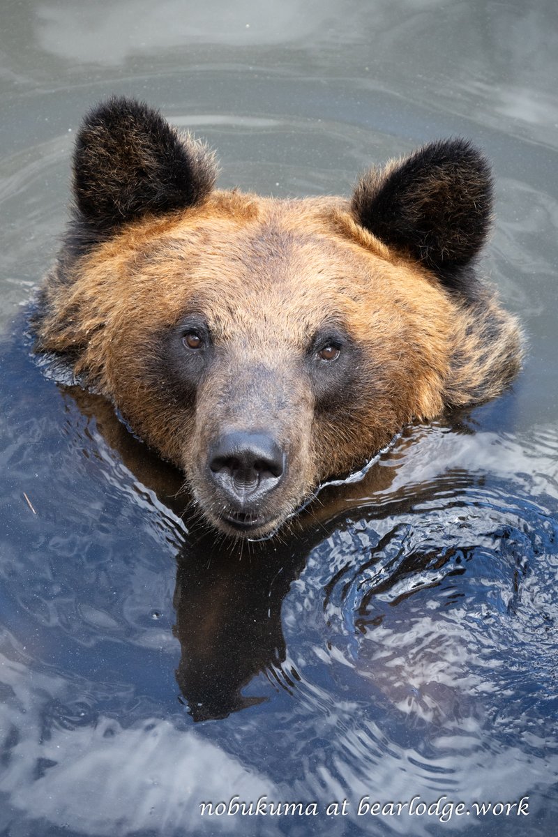 kumar0001's tweet photo. ハル

#月曜日のクマ
#のぼりべつクマ牧場 #エゾヒグマ
202409 https://t.co/9Jd62WmpLC