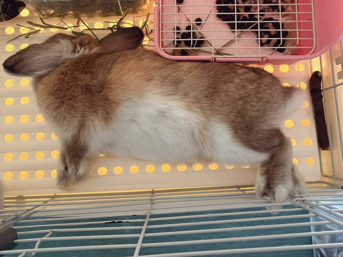 お昼寝中のメープル💤
この真っ白なお腹がたまらないです🤭

#うさぎと暮らす　#ホーランドロップ