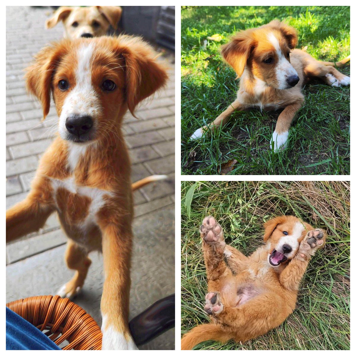 BetterRescue's tweet photo. For adoption: Birdie - 4 months - small/medium
https://t.co/onQpzaN70c https://t.co/617aATBcAQ