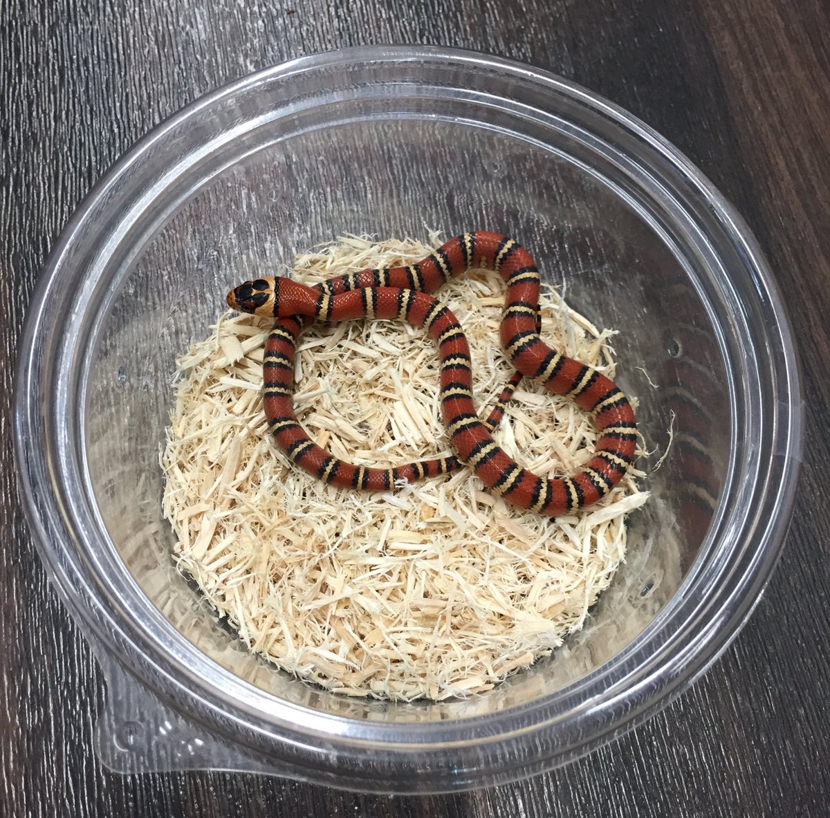 白蛇。かなりお買得！アリゾナ.タディー＆キング .他有名所組み合わせ