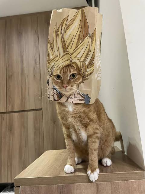 NoCatsNoLife_m's tweet photo. https://t.co/Qw7Wcm4lut