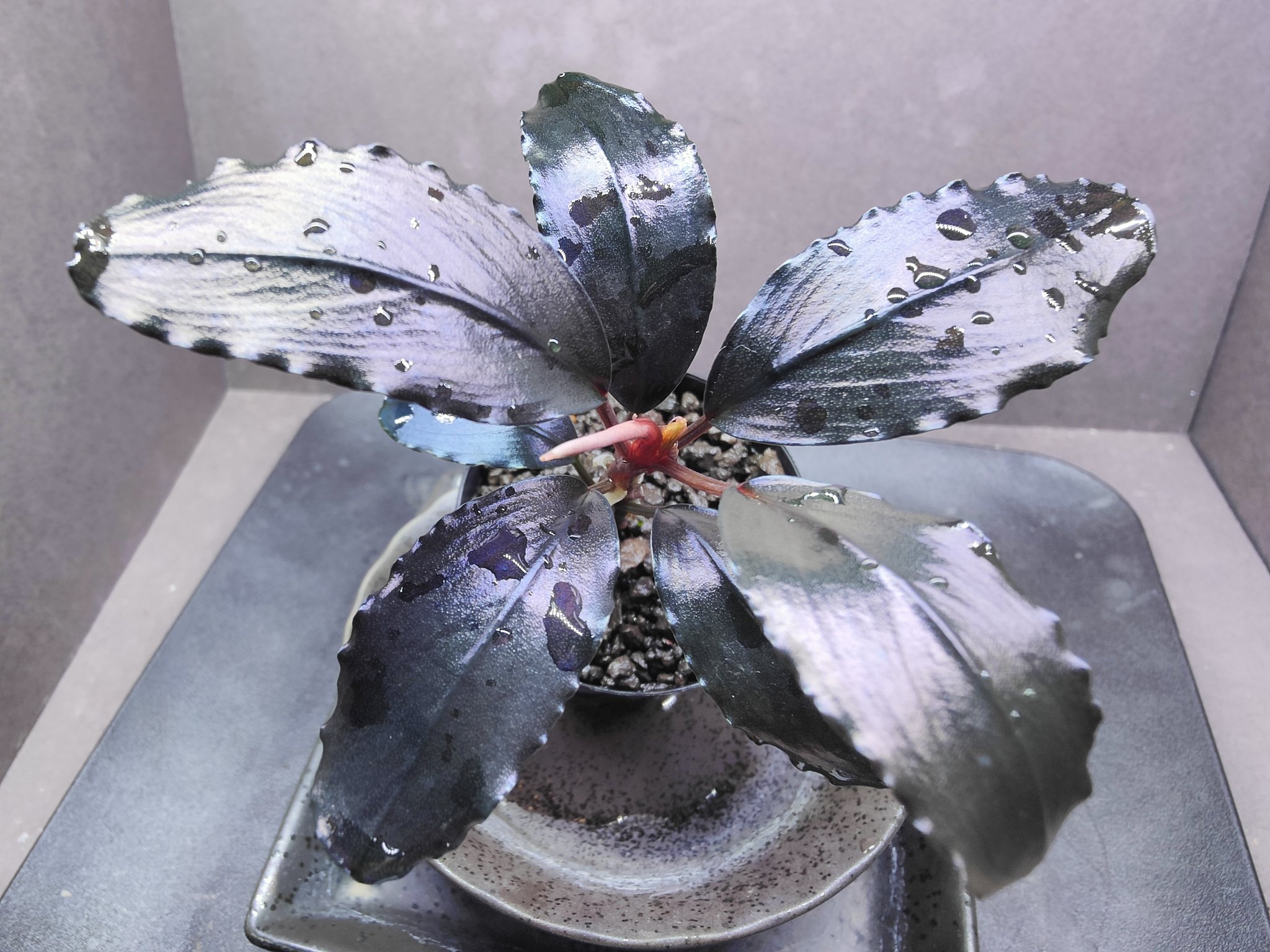 ブセファランドラspティアブルー ブセファランドラsp.ティア | ブセナマズ