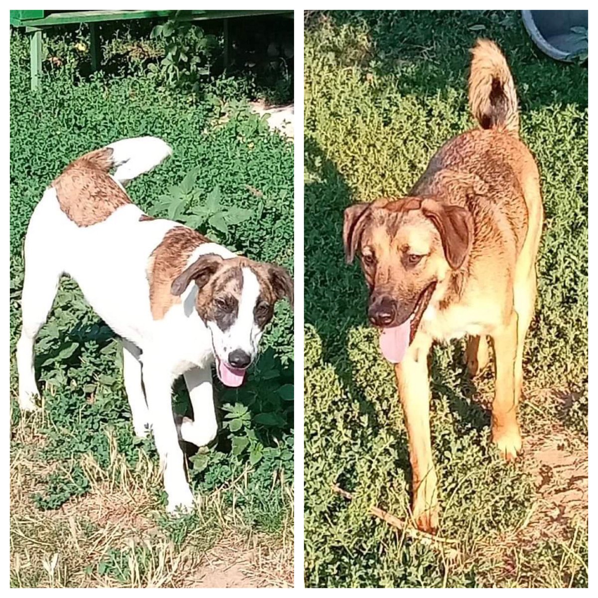 BetterRescue's tweet photo. For adoption: Jaya and Janora - 12 months
https://t.co/PQH2shvUBr https://t.co/JjFNCWWUaG