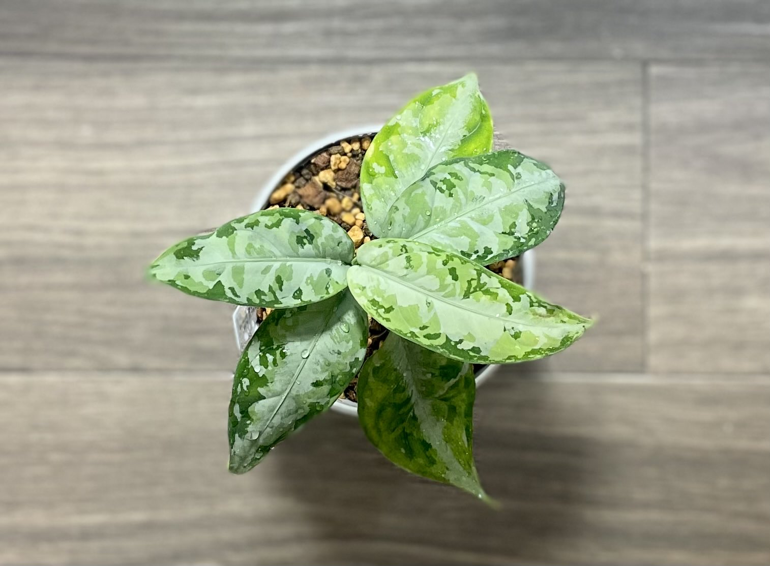LA便ネームド株 Aglaonema Pictum'' 柳緑花紅''【LA0913-1ss】