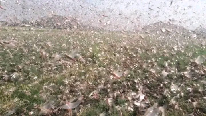 Senita_Se's tweet photo. 🚨BREAKING
The swarms (as big as cities) have devastated farms across Northern region part of Ethiopia #Tigray flows from #Afar region
#RayaAzebo
#chercher
#Mekoni and #wajirat
which is now being hit by a new, bigger wave lucust pest.
@FAO @eastAfricalucust
@Tigrai_TV https://t.co/0EK3i0qzll
