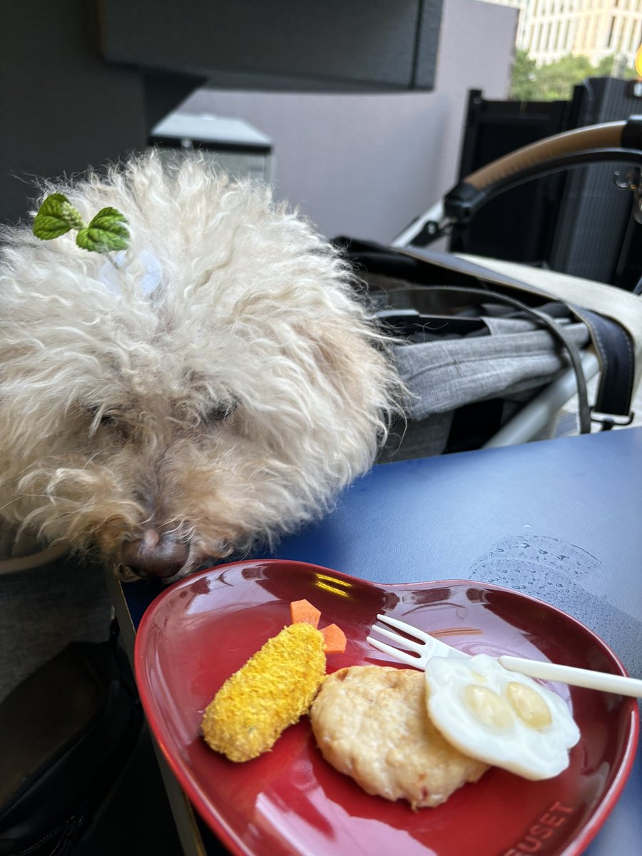examinerlab's tweet photo. 孤休日出勤の後に犬とお茶しにきた。犬は犬用のエビフライとハンバーグ。人間は人間用のチーズスコーンとチョコクッキーとハイネケン。
#COMONG https://t.co/uyJawqzQln