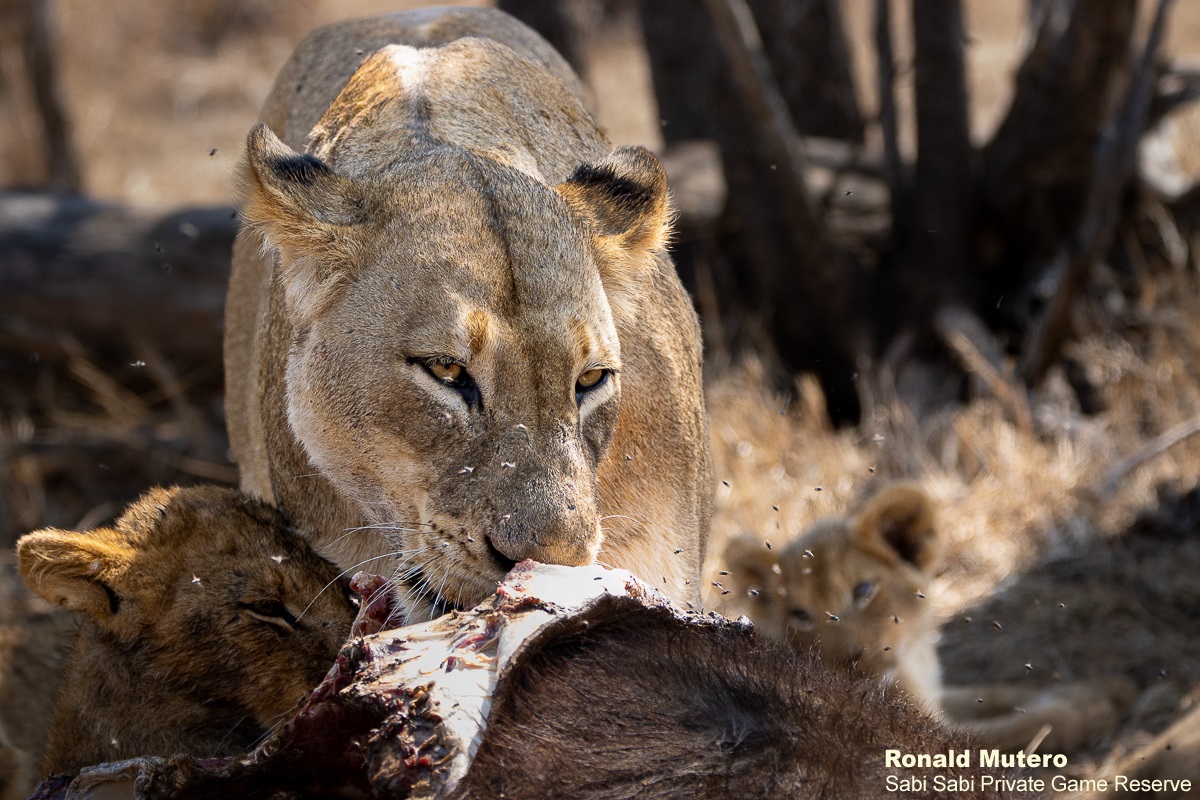 Sabi Sabi tweet media