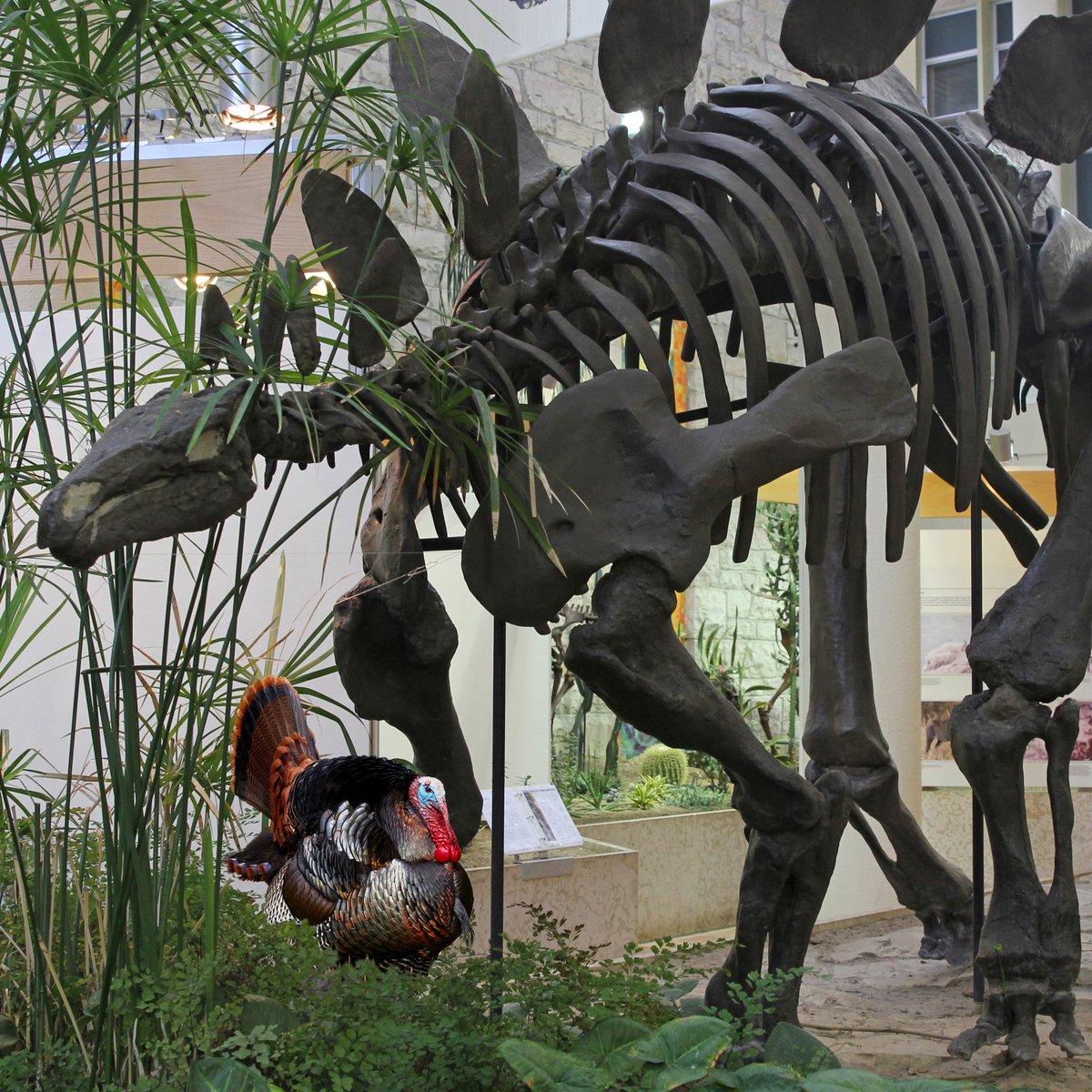 USask Museum of Natural Sciences (@usaskmnatsci) on Twitter photo The <a href="/usask/">U of Saskatchewan</a> is closed on Thanksgiving Monday which means so are we. But the construction work is done now so you can come visit anytime after that and we look forward to seeing you! We are free and drop-in for all visitors including school groups. #thanksgiving #turkeydinosaurs The <a href="/usask/">U of Saskatchewan</a> is closed on Thanksgiving Monday which means so are we. But the construction work is done now so you can come visit anytime after that and we look forward to seeing you! We are free and drop-in for all visitors including school groups. #thanksgiving #turkeydinosaurs