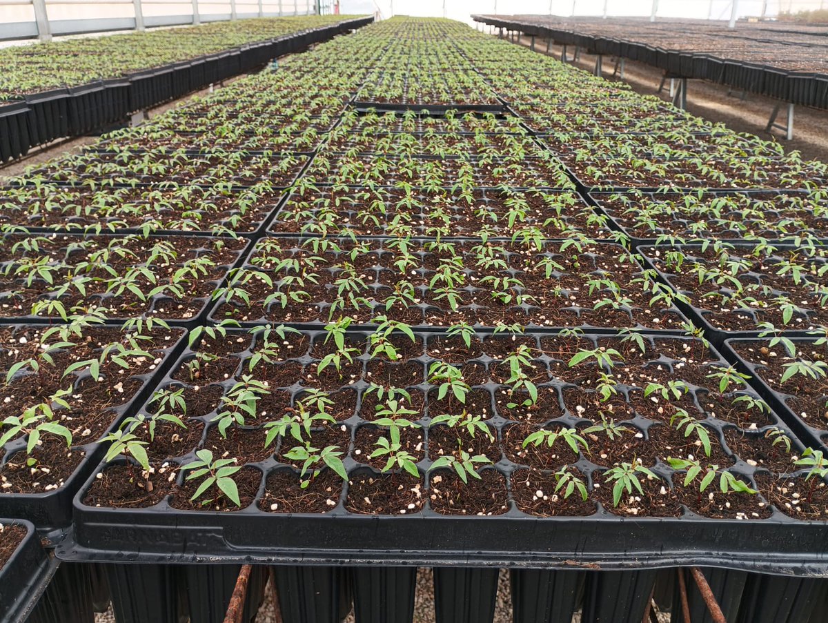 Germinados los patrones de pistacho y preparados para su crianza en viveros <a href="/BioCrisara/">Crisara</a>, en el año 2025 más de 350.000 plantones de pistachos se repartirán por España, Portugal, Francia y Azerbaiyán.