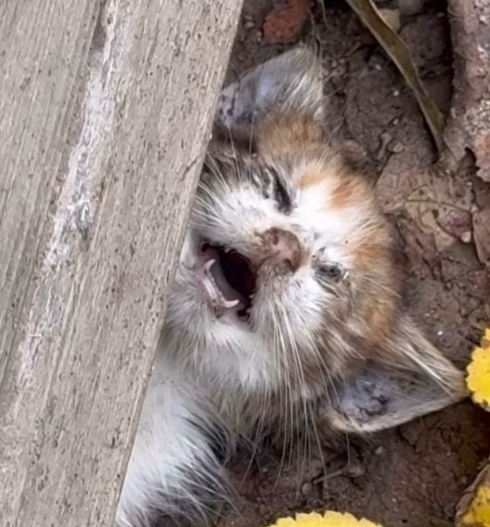 Kedileri,köpekleri toplayın diye belediyeleri arayanlar,Can larımız katledilirken tepkisiz kalanlar;katliamlara sebep olan,katliamları yapanlar kadar Zalimsiniz,Canisiniz,Katilsiniz!Hem Türk adaleti önünde hemde Cehennem çukurunda cezanızı çekeceksiniz 
#ÜmraniyedeKatliamVar