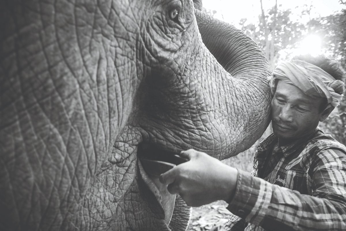 <a href="/mreenha/">Maureen Harris</a> And for those who bothered reading through the post, your reward are these 4 photos of elephants