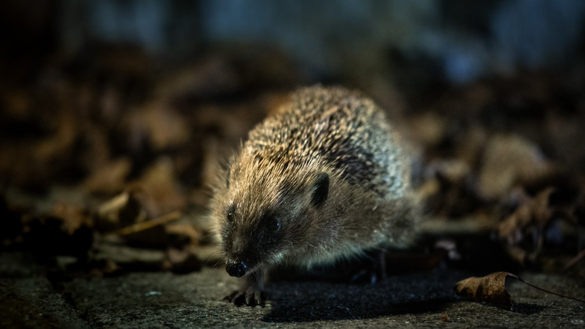 People's Trust for Endangered Species (@ptes) on Twitter photo 📢 We’ve launched a National Hedgehog Conservation Strategy!
With partners <a href="/hedgehogsociety/">Hedgehog Society</a> we've worked with 30 stakeholders in sectors inc. government, farming & wildlife rehab, to create a 10-year strategy to lead the change for Britain's hedgehogs.
👉hedgehogstreet.org/conservation-s… 📢 We’ve launched a National Hedgehog Conservation Strategy!
With partners <a href="/hedgehogsociety/">Hedgehog Society</a> we've worked with 30 stakeholders in sectors inc. government, farming & wildlife rehab, to create a 10-year strategy to lead the change for Britain's hedgehogs.
👉hedgehogstreet.org/conservation-s…
