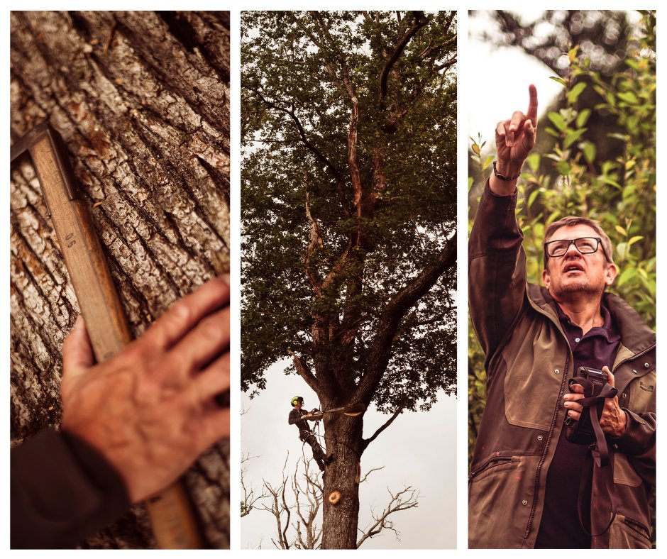 Pour expliquer son travail, la famille Sylvain, qui possède les tonnelleries Meyrieux et Sylvain, reçoit chaque année un petit groupe de winemakers du monde entier. Nous avons suivi ce beau monde en forêt de Tronçais
Un portfolio à découvrir dans En Magnum
mybettanedesseauve.fr/2024/10/01/le-…