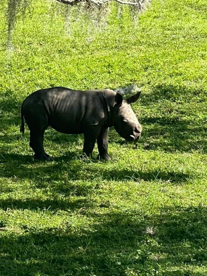 BitGoatmeme's tweet image. 不买进 $Azizi 的我都会伤心的，ok？