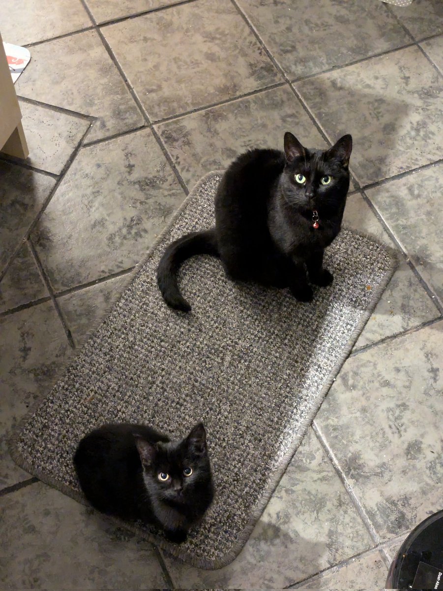 Kat 🦊 tweet media