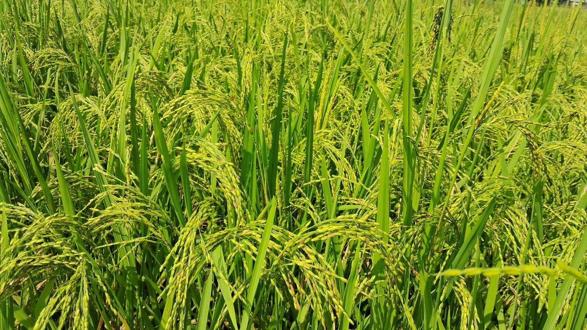 Qaisarul2004R's tweet photo. Paddy plants contribute to the environment by producing oxygen, absorbing carbon dioxide, enriching soil, and supporting biodiversity, but they also release methane gas. https://t.co/8vr6624JHN