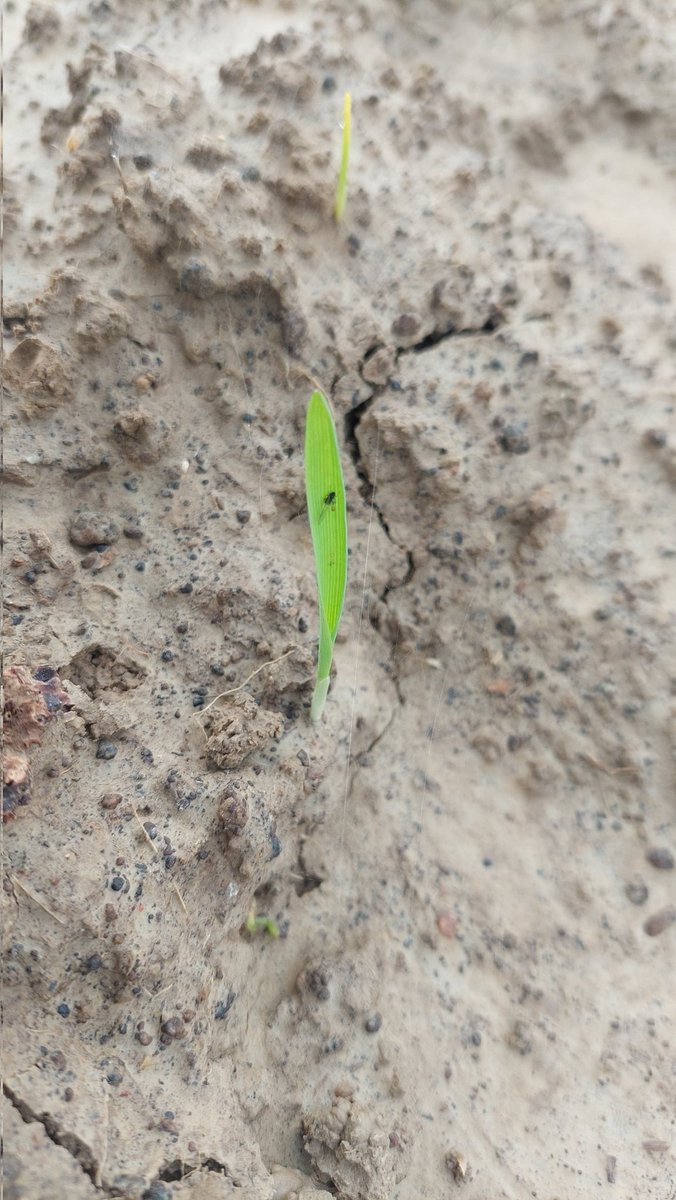 🚨🚨🚨 semis du 03/10.
deux journées calmes avec un peu de soleil... et paf le #puceron
#JNO
#fragtw