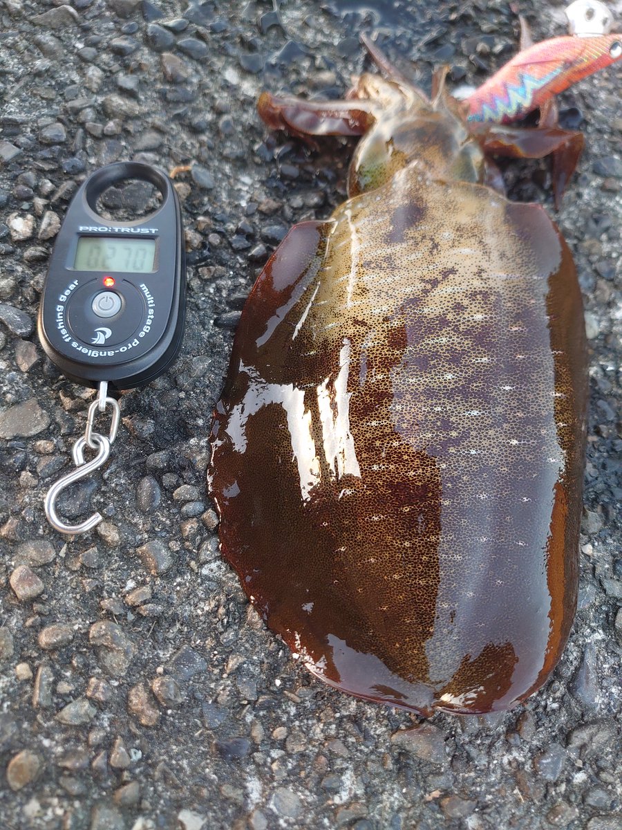 明るくなる前から釣り場に入るも反応なし…🤣
日が出てきて🌅、何となく気になったところにエギを投入…🎣
中間くらいにトッン…と手元に反応らしいものがあり、ちょっと待つとラインがピクッ…と動いたのでアワセを入れGet…🦑🦑🦑