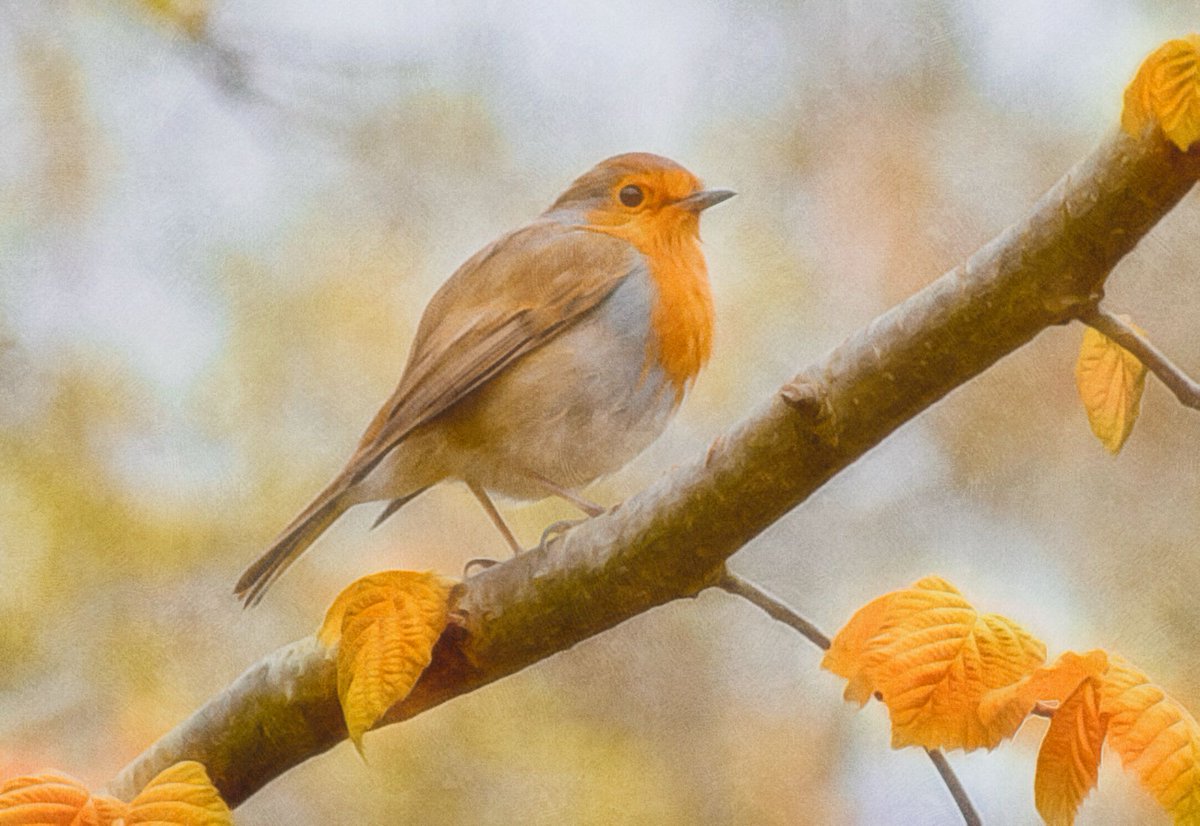 VenetiaJane's tweet photo. "The little robin in the quiet glen,
Hidden from fame and all the strife of men,
Sings unto Time a pastoral, and gives
A music that lives on and ever lives." - from 'The Eternity of Nature' by John Clare (1793-1864). #poetry #autumn #MondayMotivation https://t.co/sZs50DxHka