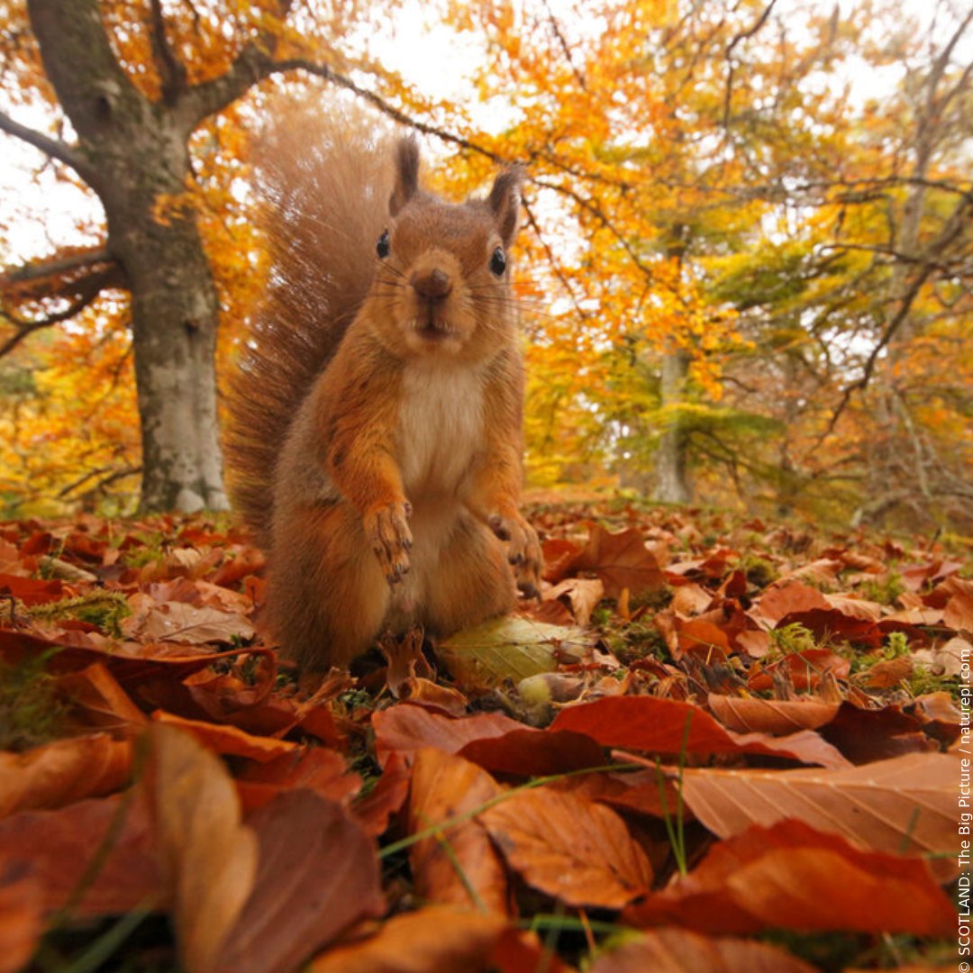 We interrupt your feed with this mood-boosting moment in the Cairngorms National Park. 🧡

Reminder: take some time today to connect with nature and look after your wellbeing. ✨