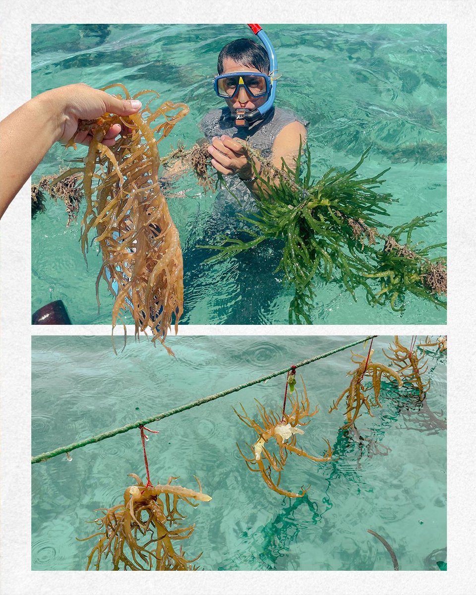 thekopernik's tweet photo. As part of our efforts to support small-scale fishers and farmers in Papua, our team recently completed the construction of seaweed solar dryers and conducted food processing training on Pai and Meos Manggwandi Islands in Biak Numfor. 

#Kopernik #FindingWhatWorks #Papua https://t.co/fsBIwbm5KH