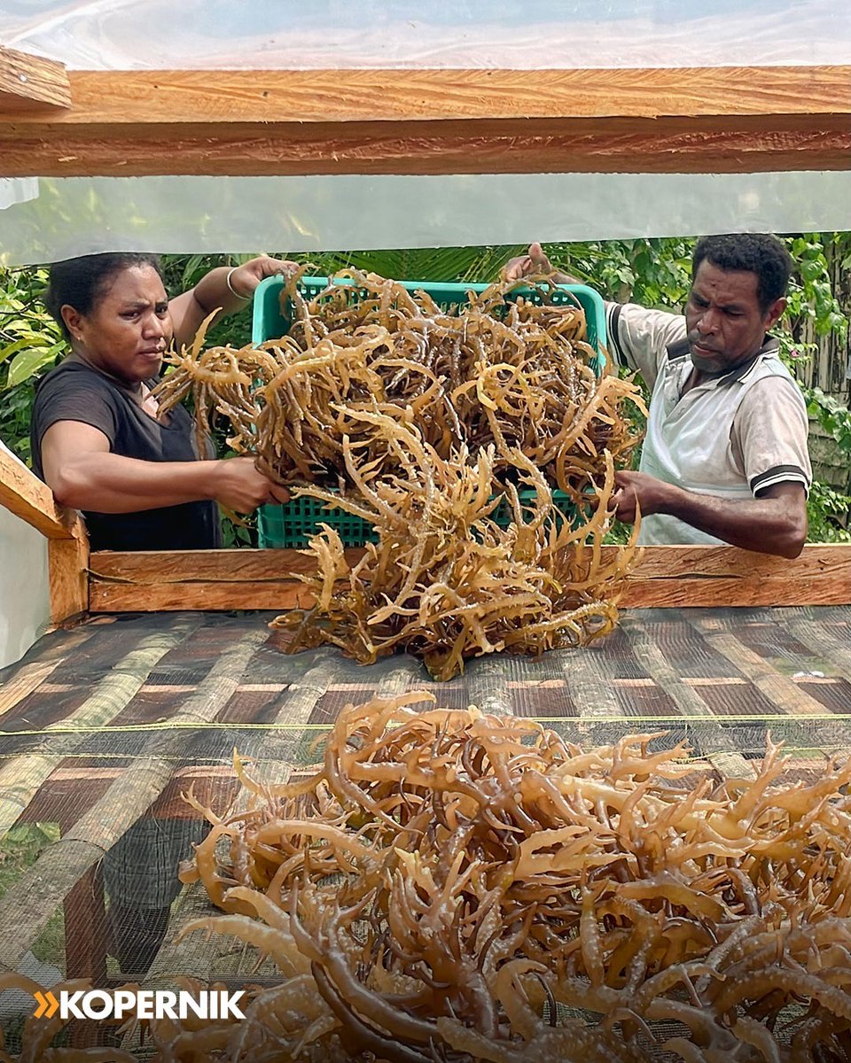 thekopernik's tweet photo. As part of our efforts to support small-scale fishers and farmers in Papua, our team recently completed the construction of seaweed solar dryers and conducted food processing training on Pai and Meos Manggwandi Islands in Biak Numfor. 

#Kopernik #FindingWhatWorks #Papua https://t.co/fsBIwbm5KH