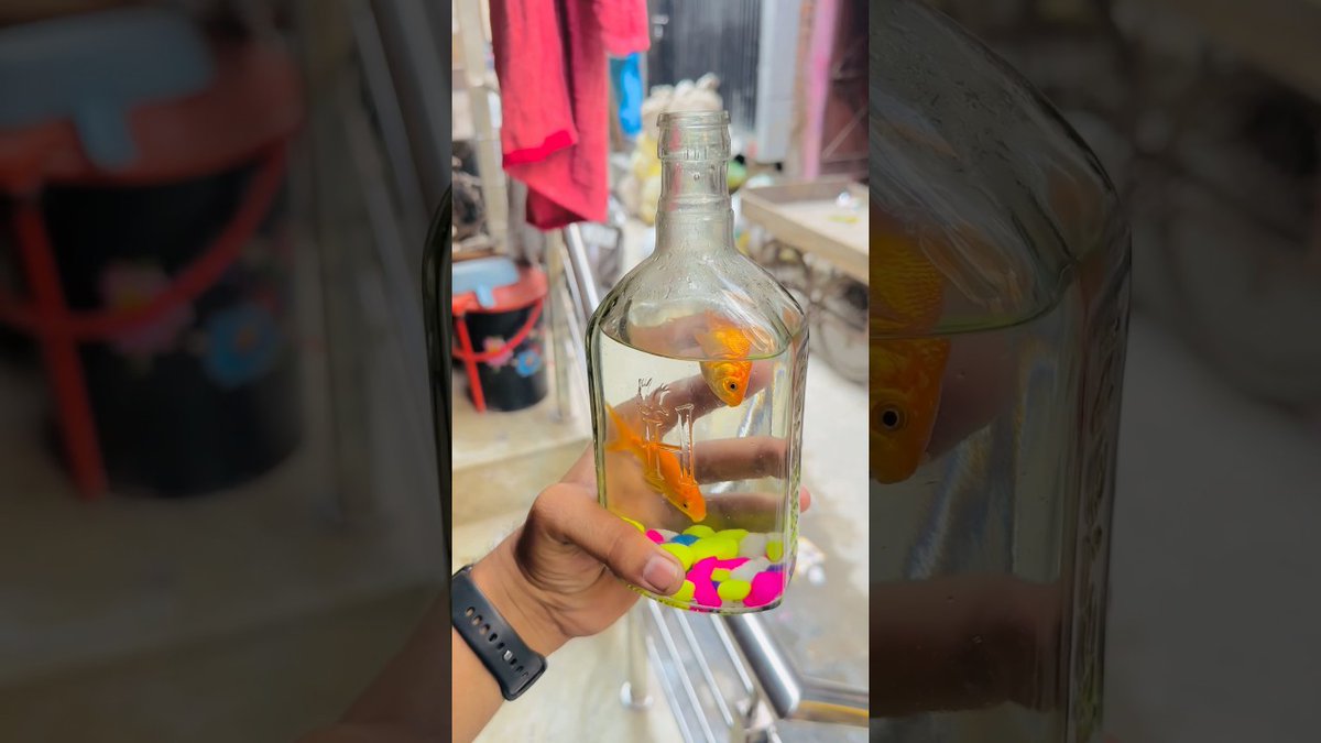 FlakeFood's tweet image. Aquariums: मछली bimar ho gyi 😭🥹#minivlog #vlog ##Fish #aquarium
 
flakefood.com/606217/aquariu…
 
#shorts #Minivlogs #Vlogs #Youtubeshorts