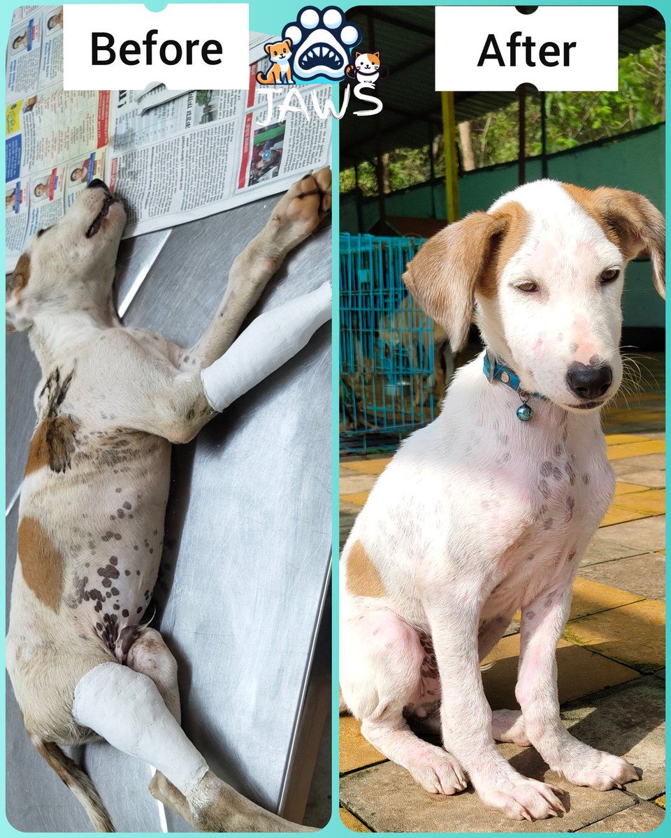 jeevashrey's tweet photo. Watch his recovery 👇🏻
https://t.co/cBbxIqrggZ

#dogrescue #rescue #animalrescue #youtube #youtubeshorts #shorts https://t.co/CFXIGJQtkE