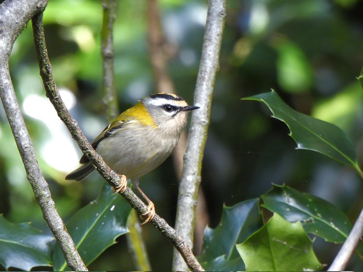 mattgarnham90's tweet image. Firecrest at Holywell&apos;s Park, Ipswich 11/10/2024