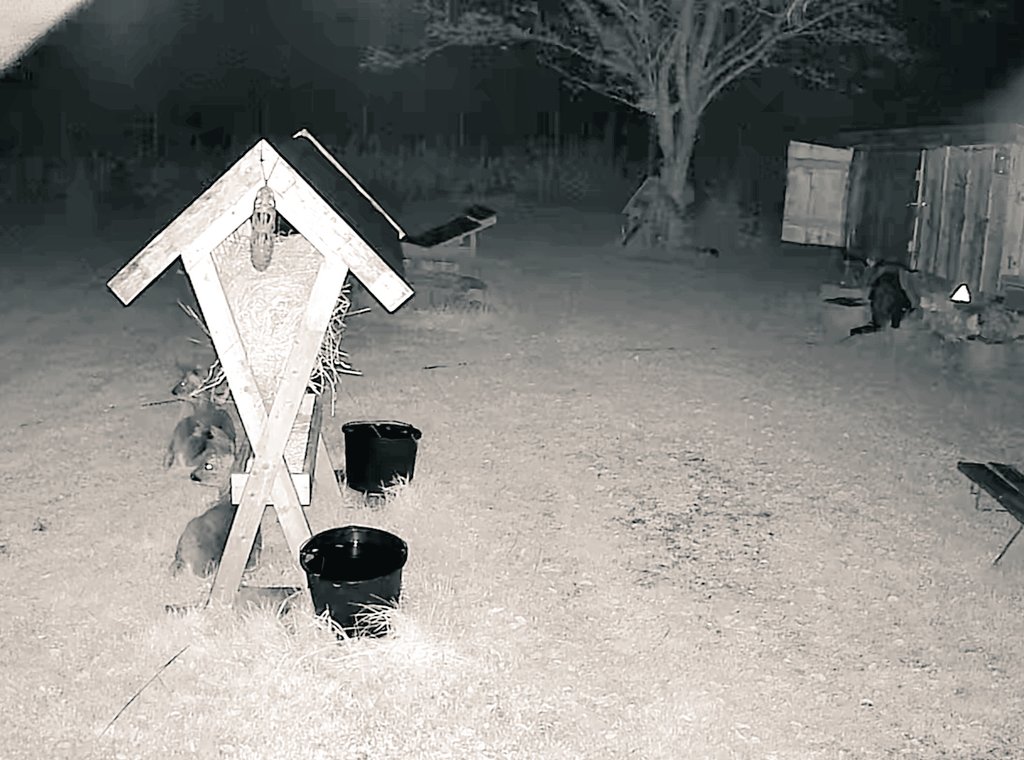 Jeg har de bedste "sove buddies", som passer på mig om natten, ved mit shelter.... Eller vogter de bare truget? 🤷🏼‍♀️🥰