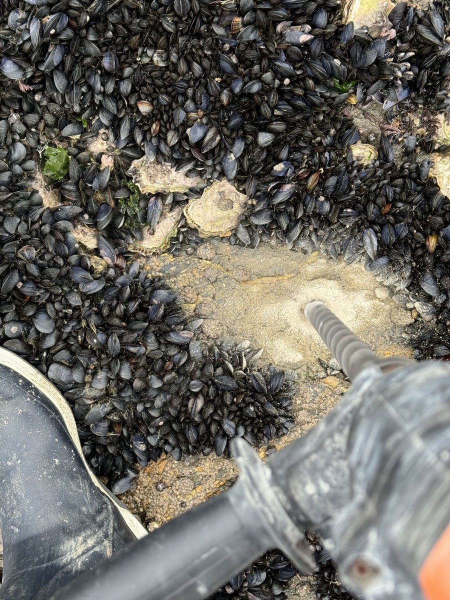 LaurentSeuront's tweet photo. Guess what? After drilling rocks along the shores of the western English Channel, today it is time for #ROCOBS to drill more rocks in the #intertidal zone of southern Britanny ⁦@CNRS_HdF⁩ ⁦@univ_lille⁩ ⁦@fst_univlille⁩ ⁦@LOG_labo⁩ #monitoring #envloggers https://t.co/Ij0GrxaMz1