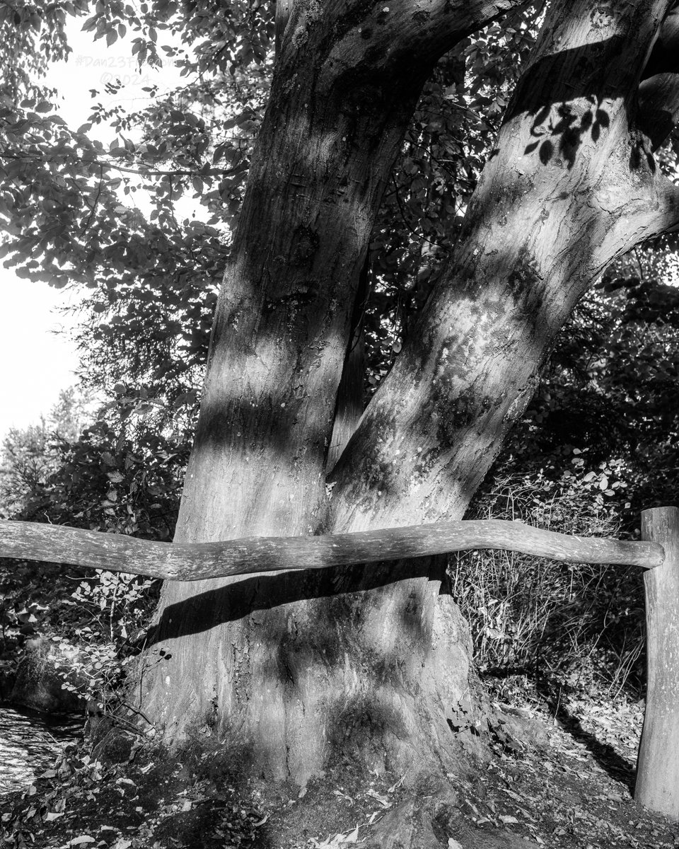 dan23freedom's tweet photo. Twisted Timber Tango
·
📷 1/60 sec at f/5,6, ISO 250, 40 mm Prime #dan23freedom
#Tree #ilovetrees #UrbanPark #PublicPark #Nature #Germany #NordrheinWestfalen
#FencedFreedom #BarkAndBarrier #MonochromeMajesty #TimelessTree #NatureUnbound #SturdySilhouettes https://t.co/IbTGgyoDOd