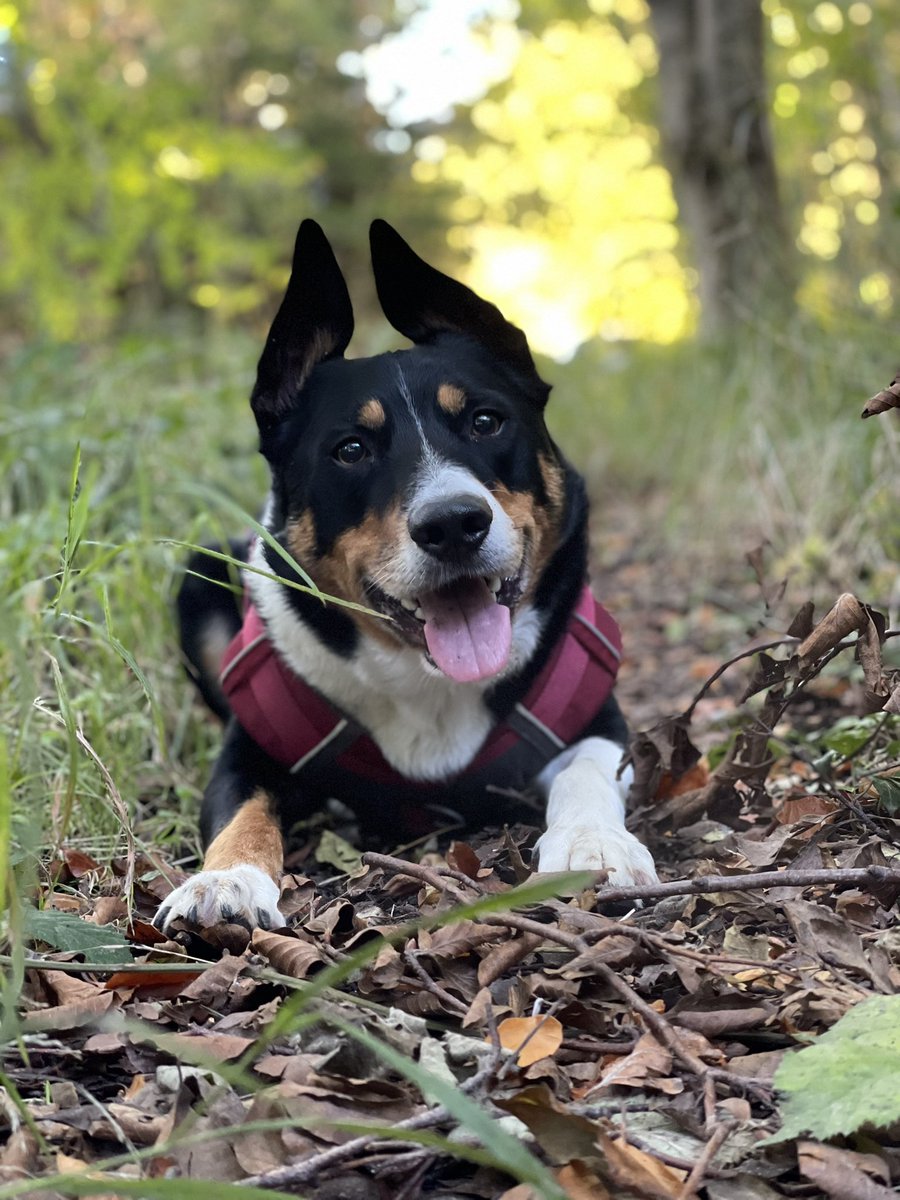 Morning walkies in the woods and the sun is shining 🤩☀️🍂🍁🐾❤️