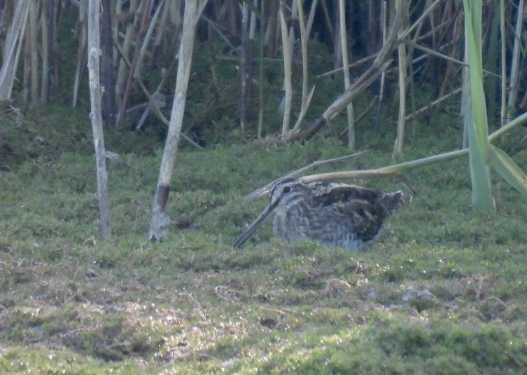 markdaly264's tweet photo. One of three snipe from the reedbed hide this morning @RSPB_OldMoor https://t.co/2Bqbqofd8T