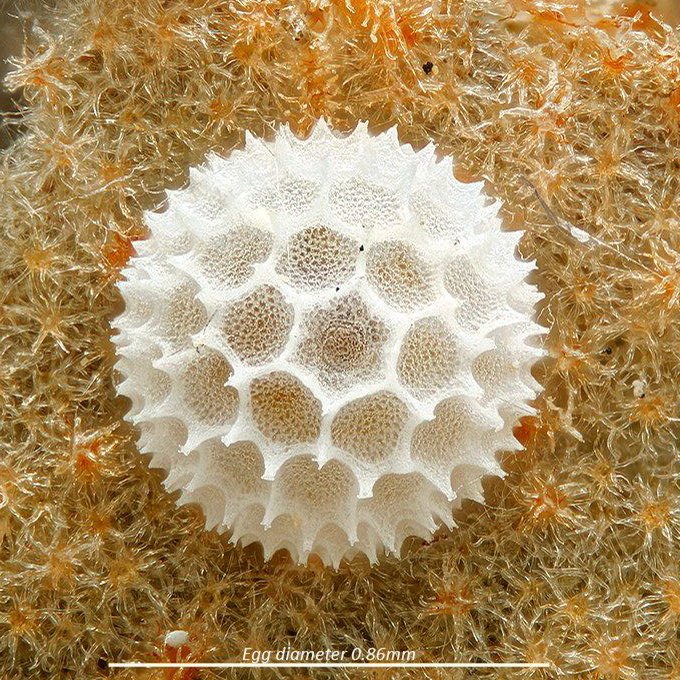 Geometry can be found on the smallest of scales, as is proven by the beautiful work of the butterflies in laying their eggs. This is a White Royal butterfly egg.

[🔬 HuDie’s Microphotography]