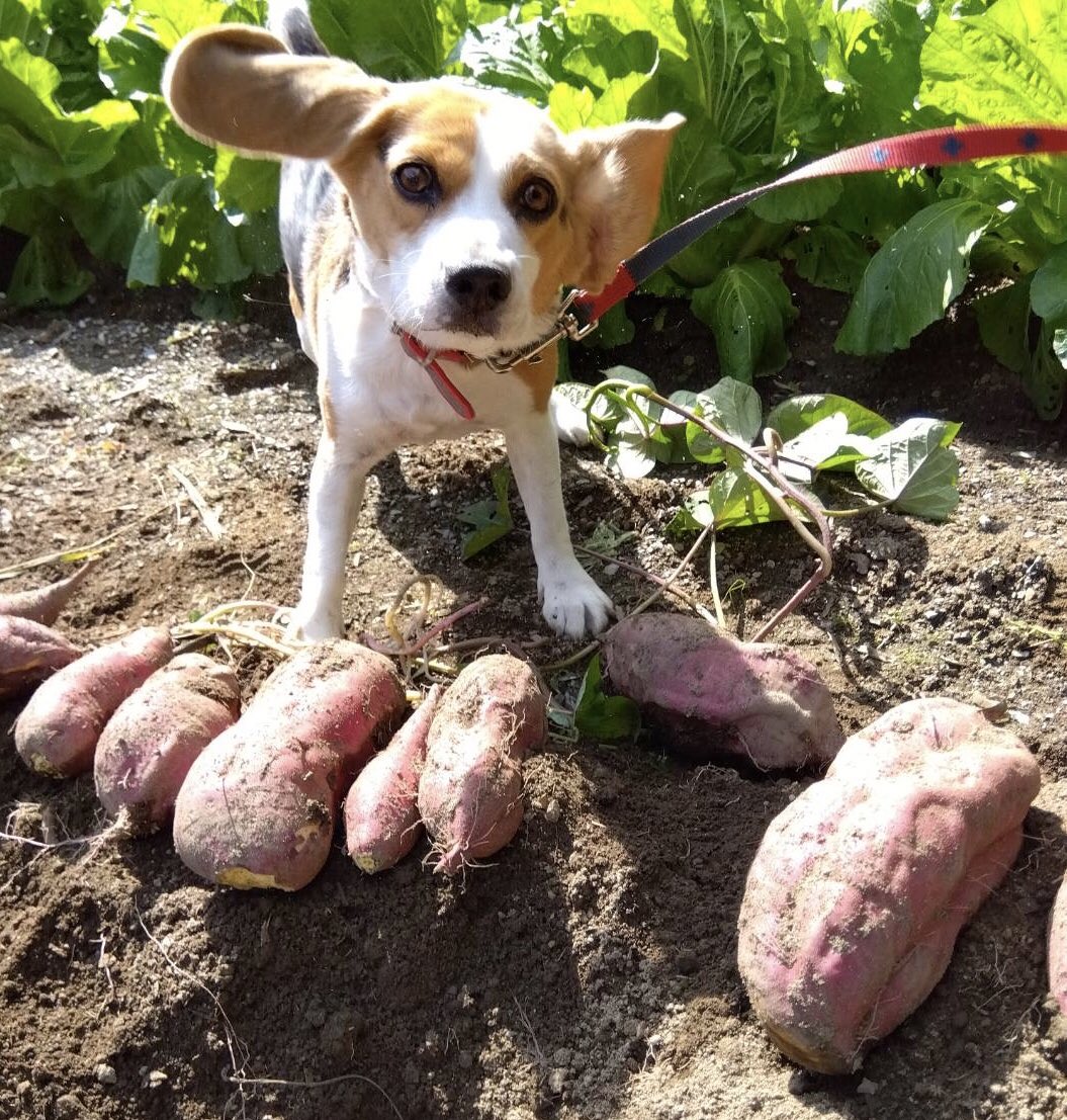 あたちの畑で採れた新鮮なおいもをどうぞ❤️