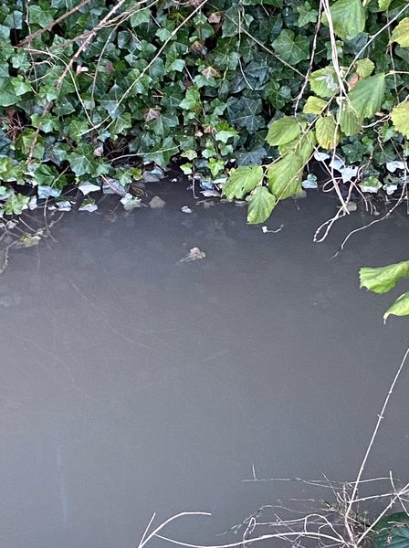 Colne_Valley's tweet photo. The stream that runs into @MapleLodgeRsrve has been seriously polluted. On Friday it was cloudy, over 100 fish have since died. @thameswater & @EnvAgency have attended & ascertained the source appears to be the adjacent giant warehouse site at #MapleCross
https://t.co/sOIdDWRti2 https://t.co/IkcIlFiJ7D