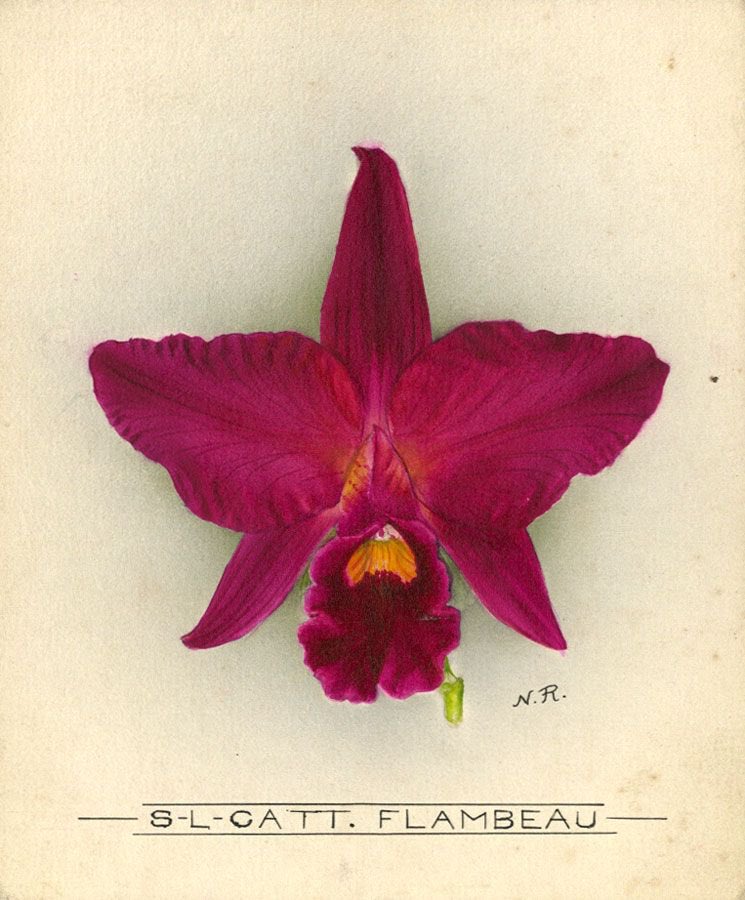 CienciaconArte's tweet photo. Hay orquídeas y orquídeas. 🌺
Y nadie las pintó como Nellie Roberts (1872-1959). Botánica y primera ilustradora científica de la Royal Horticultural Society (RHS) de Londres. https://t.co/G1KIBwsfZg