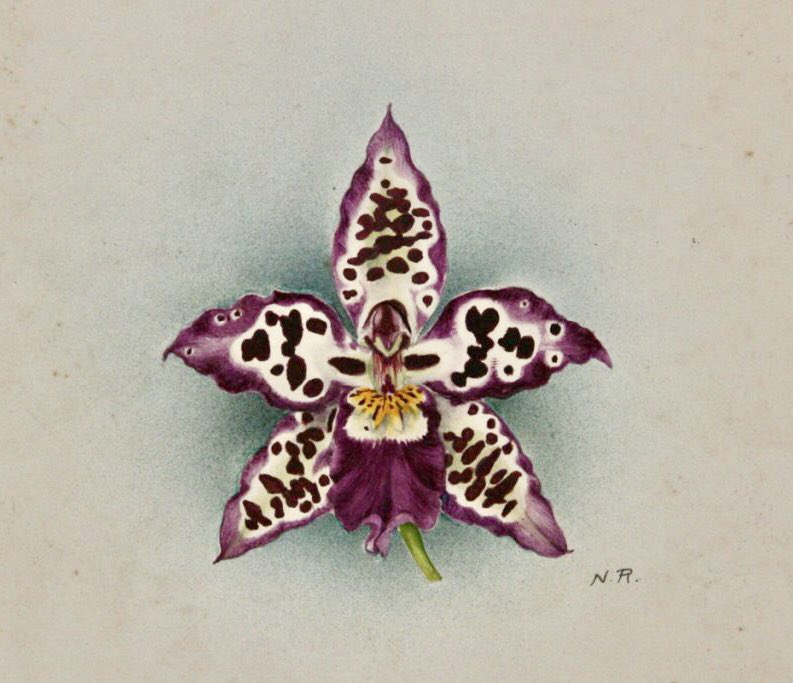 Hay orquídeas y orquídeas. 🌺
Y nadie las pintó como Nellie Roberts (1872-1959). Botánica y primera ilustradora científica de la Royal Horticultural Society (RHS) de Londres.