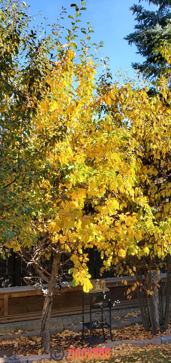 zzippy888's tweet photo. @the_gpc_ @jorgemchagas My #crabappletree turned #gold! https://t.co/1rLu9DsqJZ