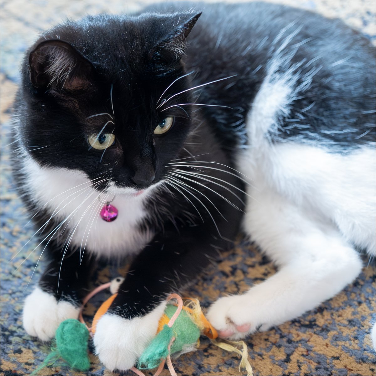 Tonydotlufc's tweet image. Elsie wanting to play @carolinelufc