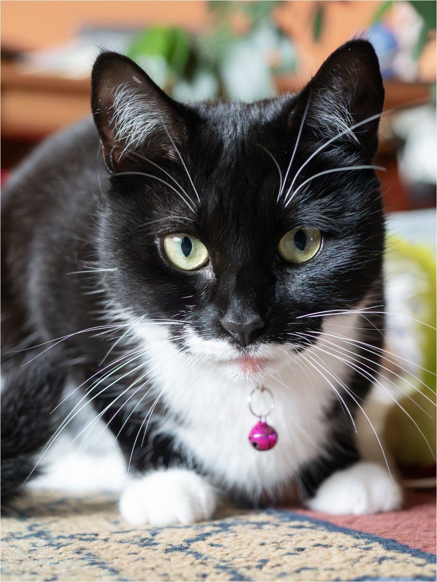 Tonydotlufc's tweet image. Elsie wanting to play @carolinelufc