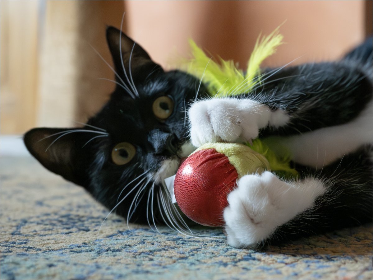 Tonydotlufc's tweet image. Elsie wanting to play @carolinelufc