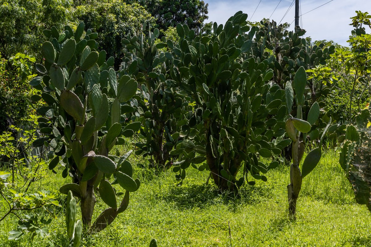 🌿✨ ¡Conoce las maravillas de nuestras plantas medicinales y aromáticas en el Banco de Germoplasma!

🌱 Salud natural
😌 Alivio del estrés
🍃 Toque especial para tu cocina y hogar

📞 Más info: 2497-7206
