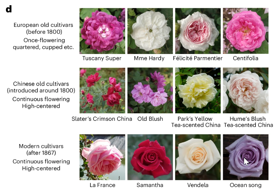 New Article: "Haplotype-resolved genome assembly and resequencing provide insights into the origin and breeding of modern rose" rdcu.be/dWVP6

The haplotype-resolved genome of tetraploid modern rose, plus a variation map of 233 wild and cultivated Rosa accessions.