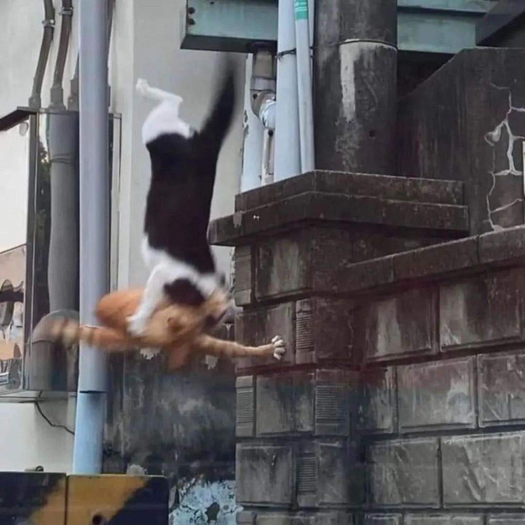Öpüşürken birlikte yere düşen kediler