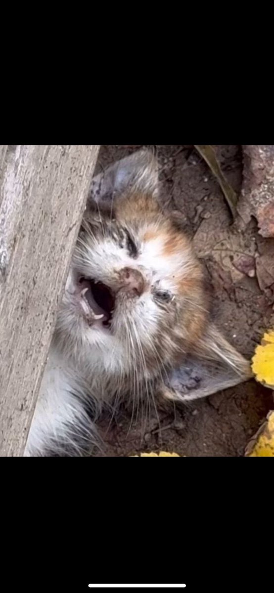 Vicdan kaskatı olunca dini neyin üzerine inşa edeceksiniz?

Sizinle aynı Allah’a mı inanıyoruz?

#ÜmraniyedeKatliamVar