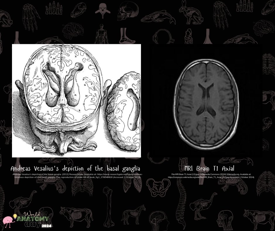 Journal of the Institute of Anatomical Sciences tweet media